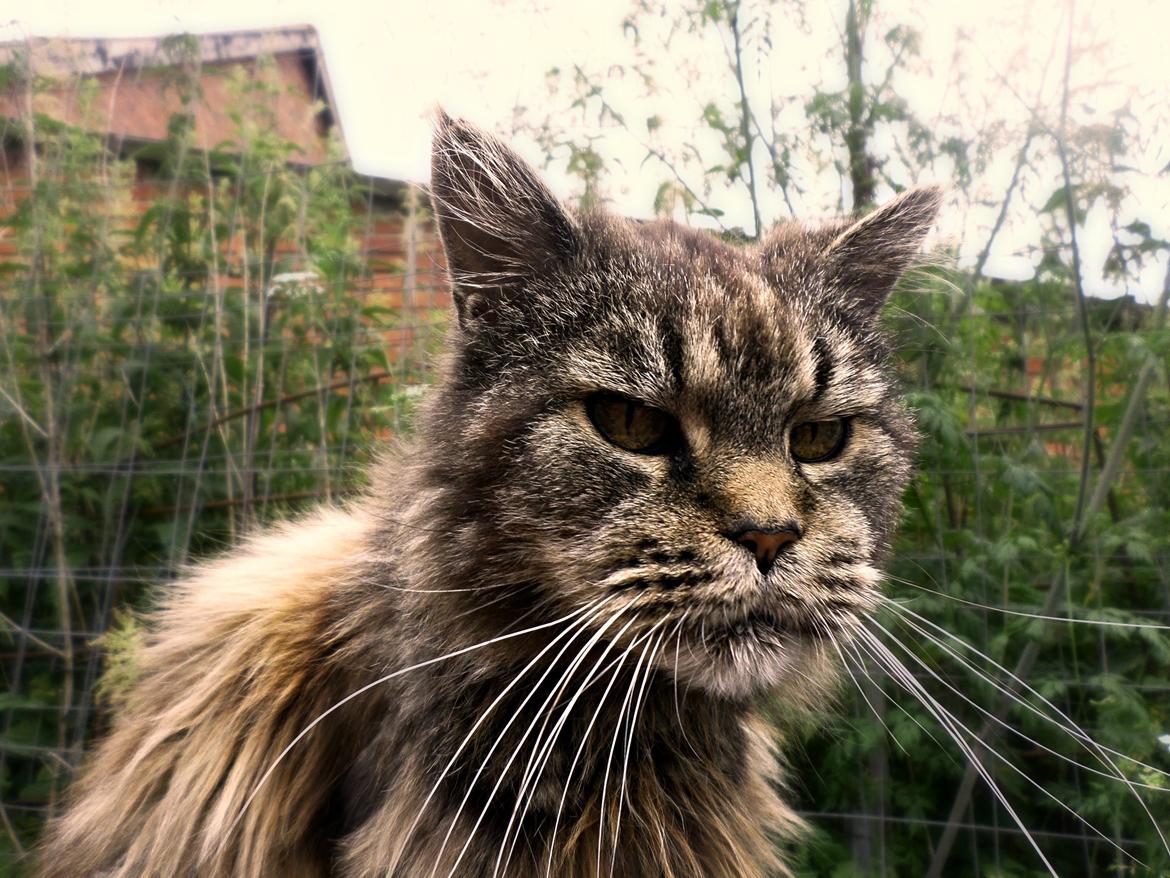 Maine Coon Odessa billede 23