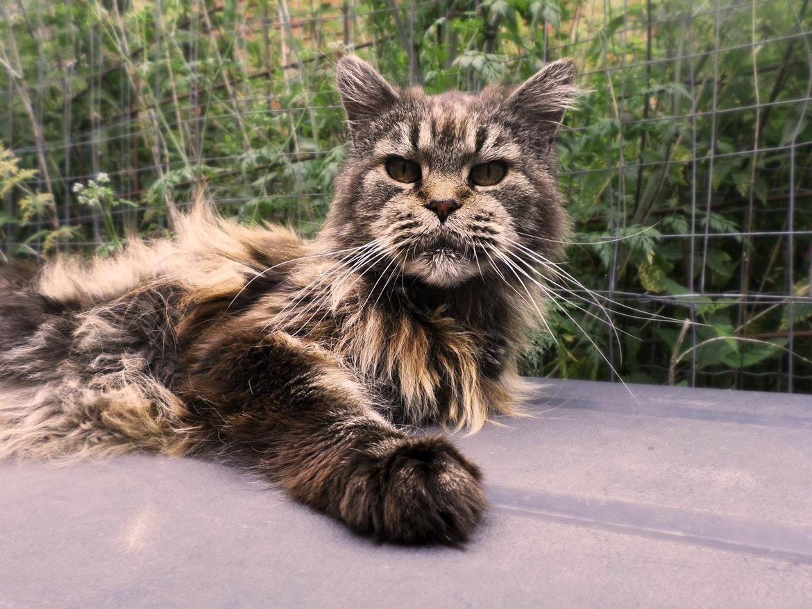 Maine Coon Odessa billede 3