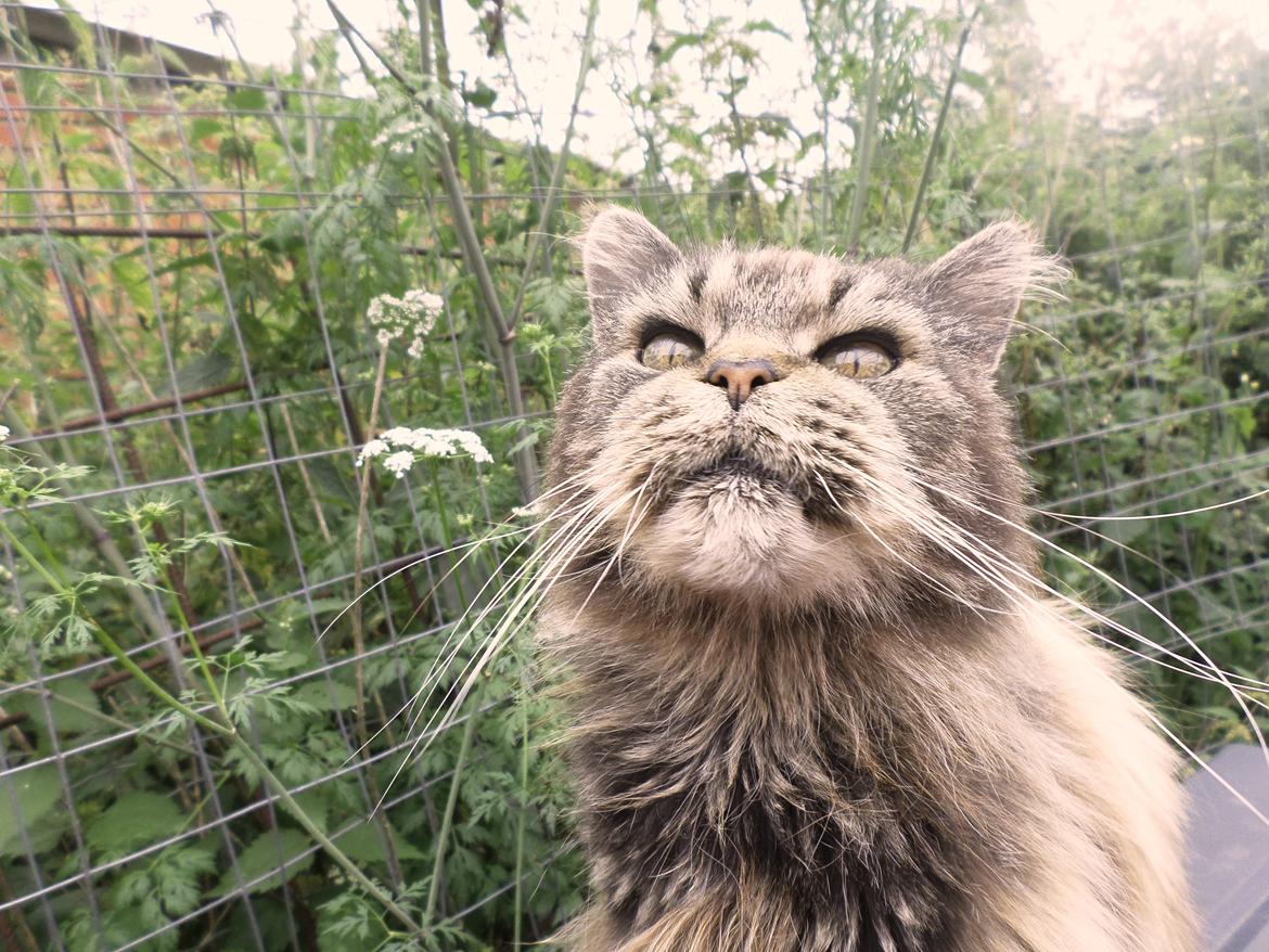 Maine Coon Odessa billede 24