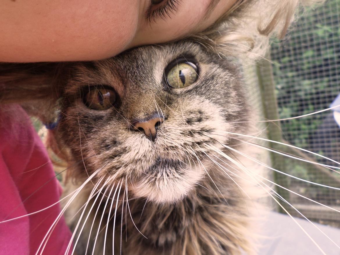 Maine Coon Odessa billede 25