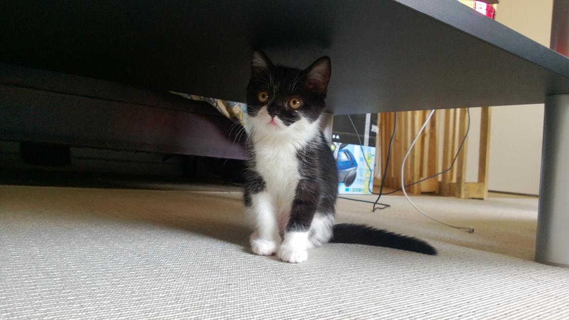 Blanding af racer Mille billede 4