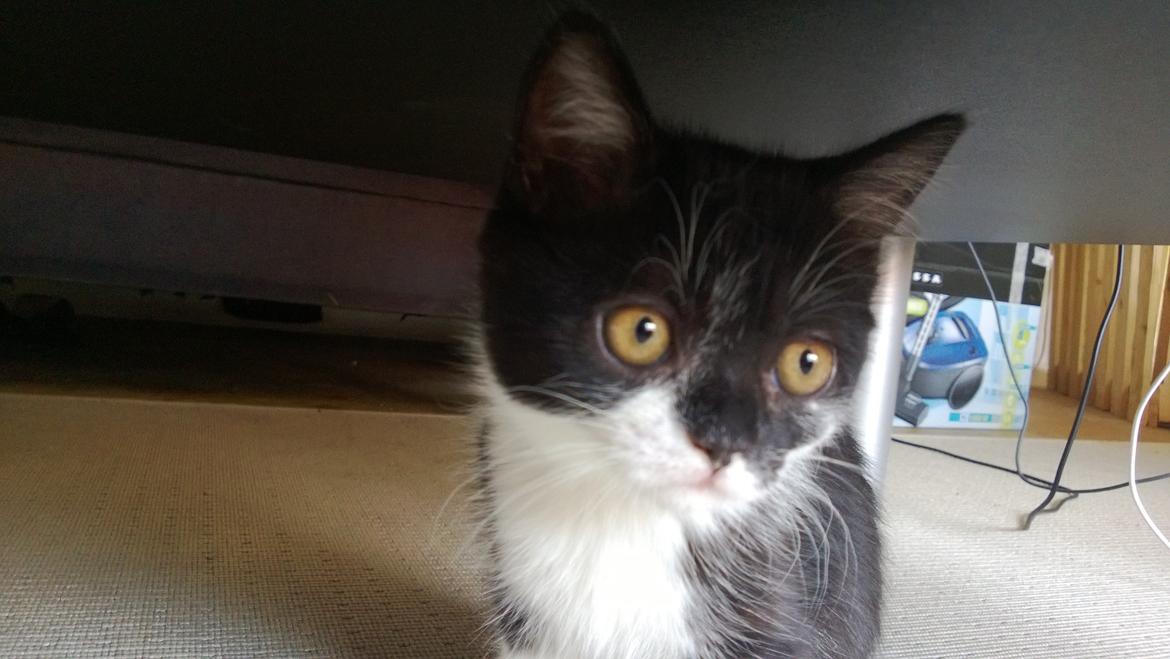 Blanding af racer Mille billede 3