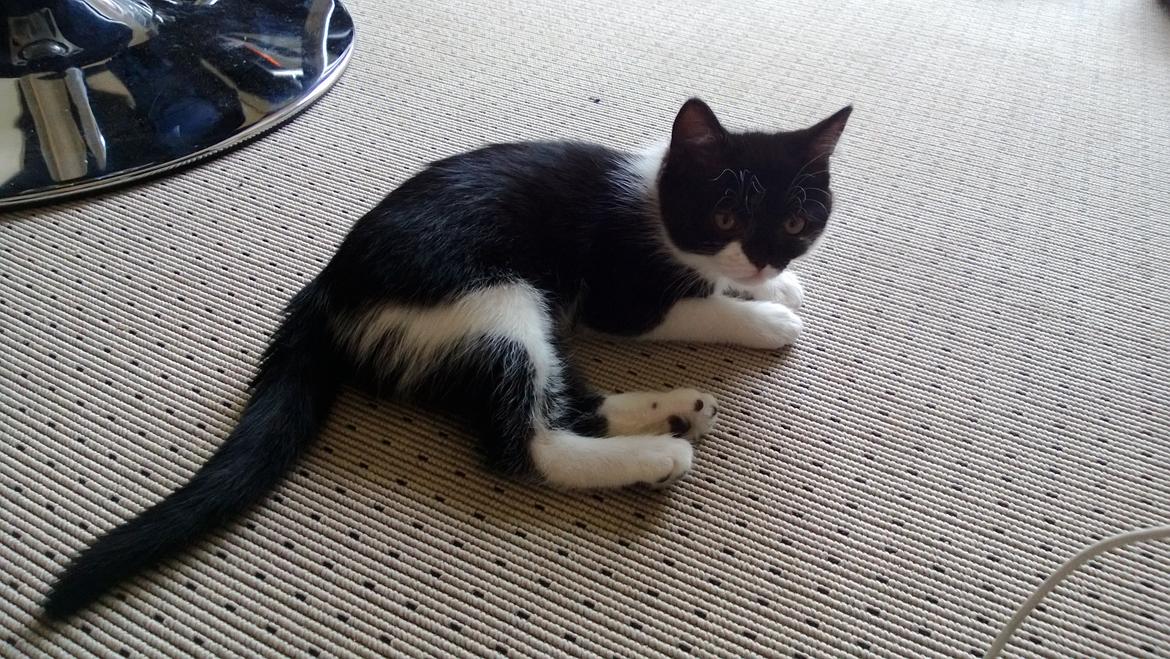 Blanding af racer Mille billede 6