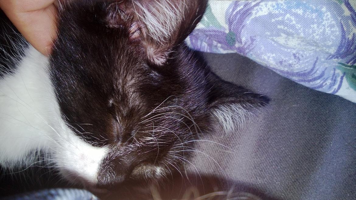 Blanding af racer Mille billede 10