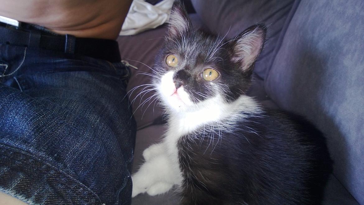 Blanding af racer Mille billede 11