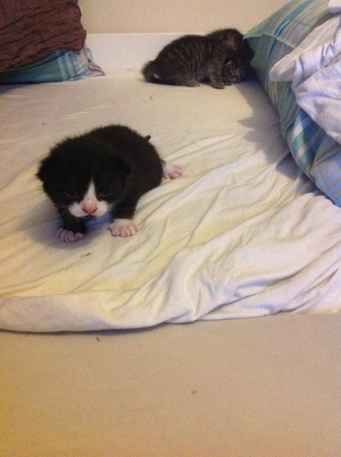 Blanding af racer Gaia Hera Mini-Snip Snude Hvidtfeldt billede 13