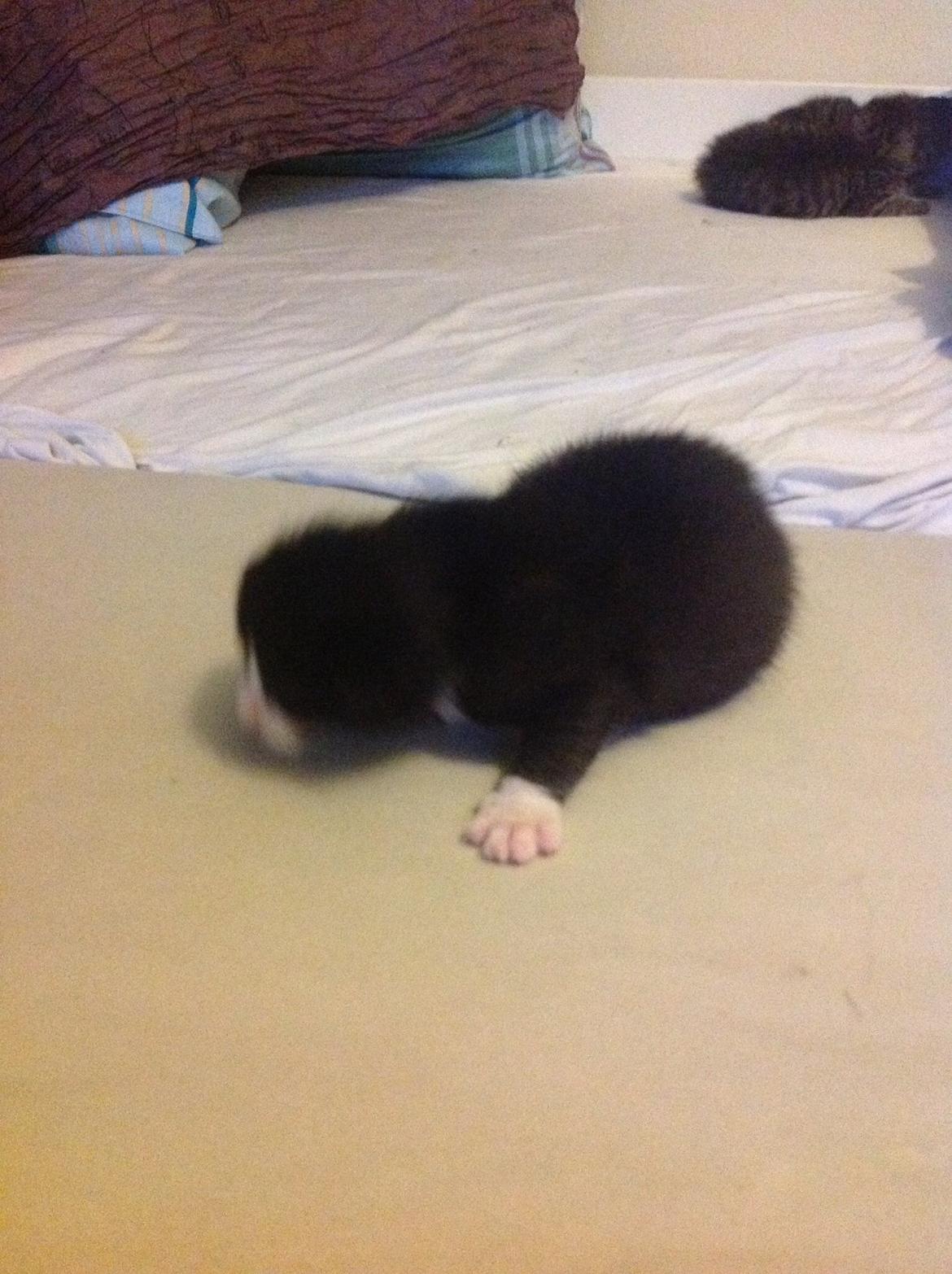 Blanding af racer Gaia Hera Mini-Snip Snude Hvidtfeldt billede 14