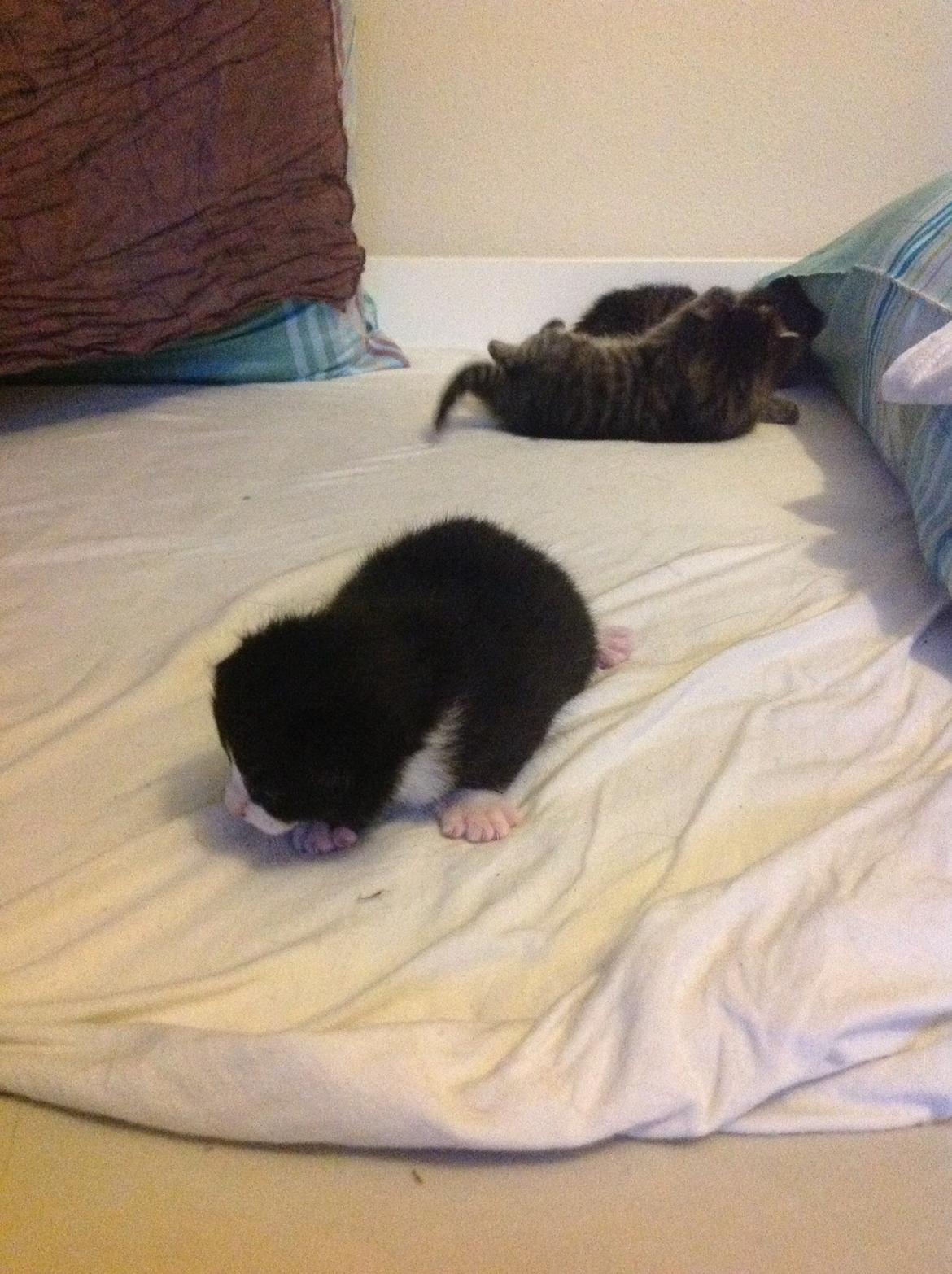 Blanding af racer Gaia Hera Mini-Snip Snude Hvidtfeldt billede 15