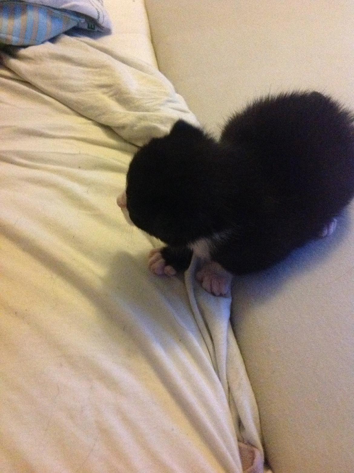 Blanding af racer Gaia Hera Mini-Snip Snude Hvidtfeldt billede 16