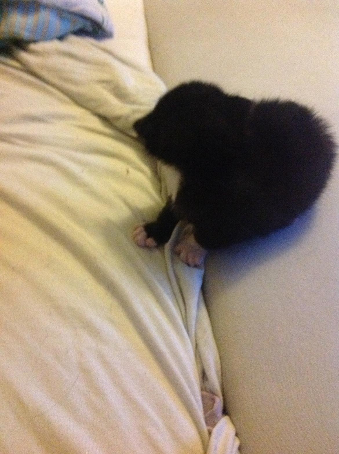 Blanding af racer Gaia Hera Mini-Snip Snude Hvidtfeldt billede 17