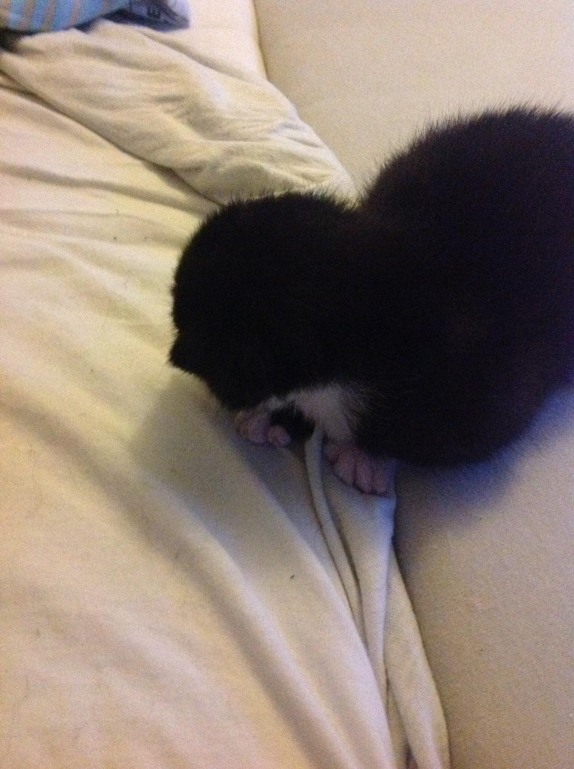 Blanding af racer Gaia Hera Mini-Snip Snude Hvidtfeldt billede 18