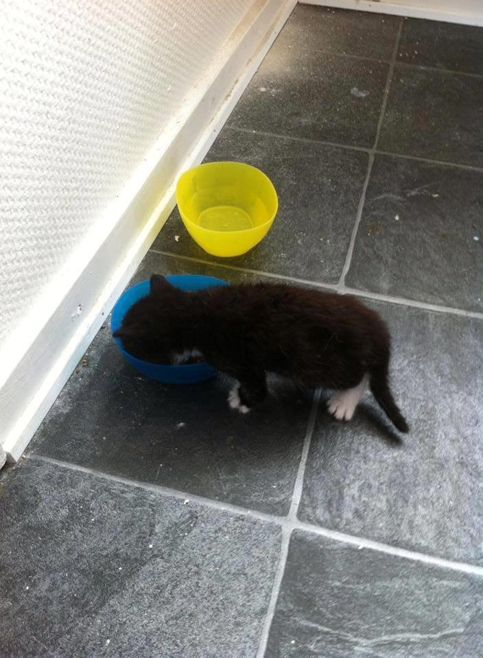 Huskat McGonagall billede 4