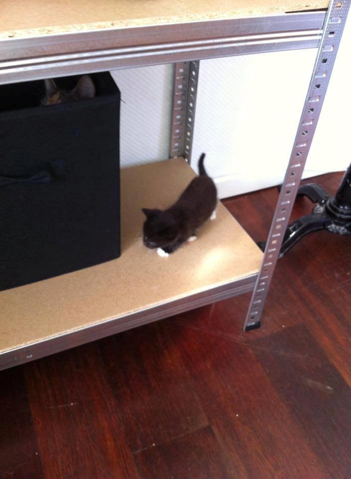 Huskat McGonagall billede 6