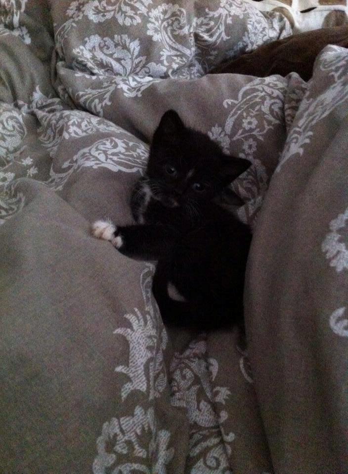 Huskat McGonagall billede 8