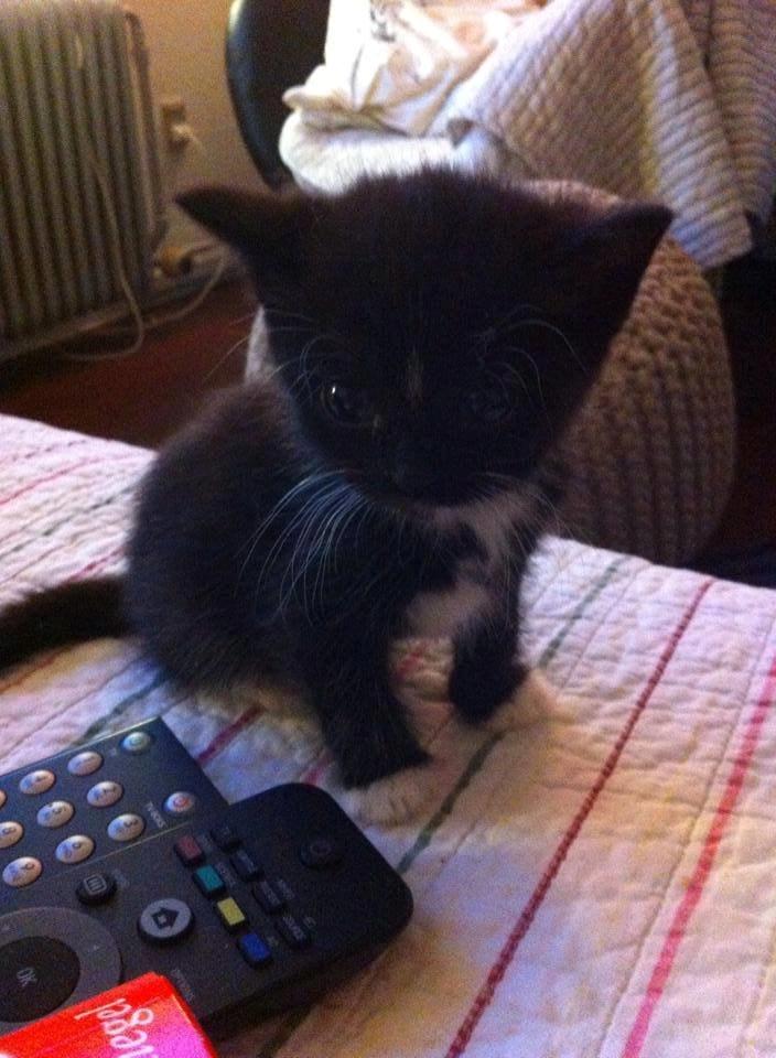 Huskat McGonagall billede 7