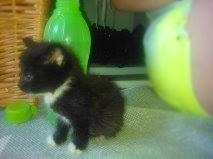 Huskat McGonagall billede 5