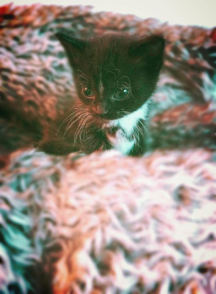 Huskat McGonagall billede 3