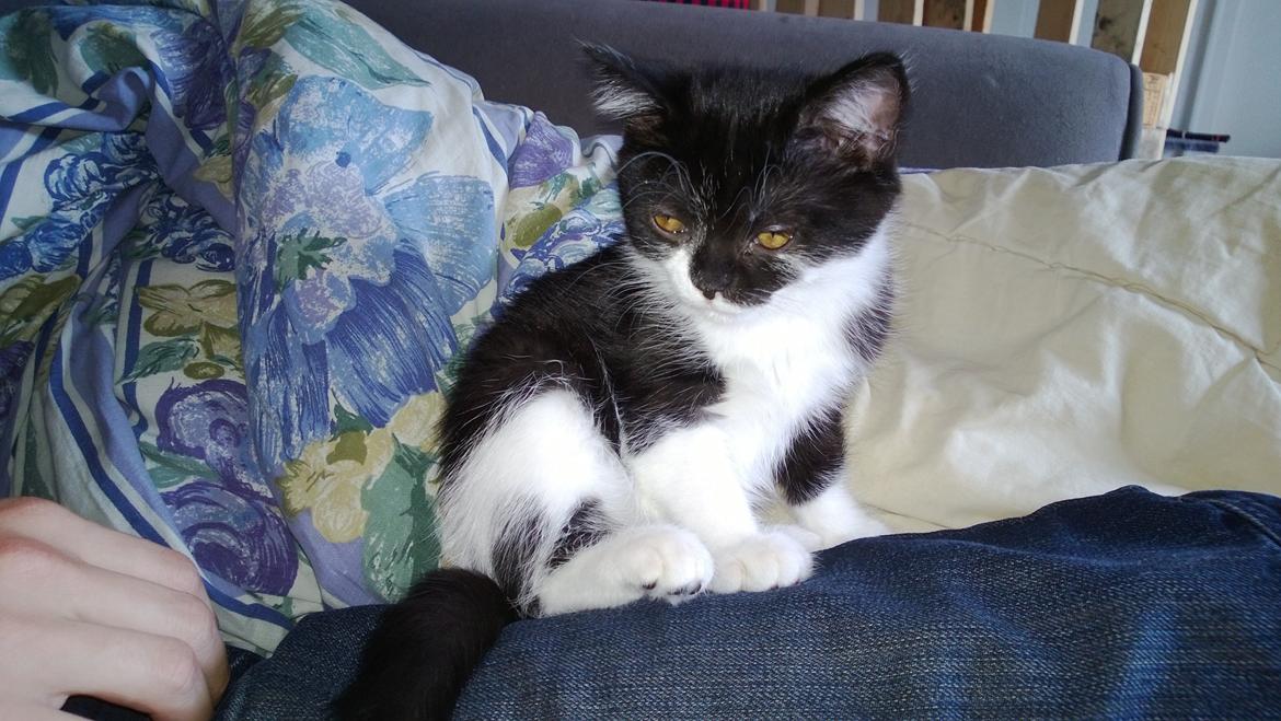 Blanding af racer Mille billede 2