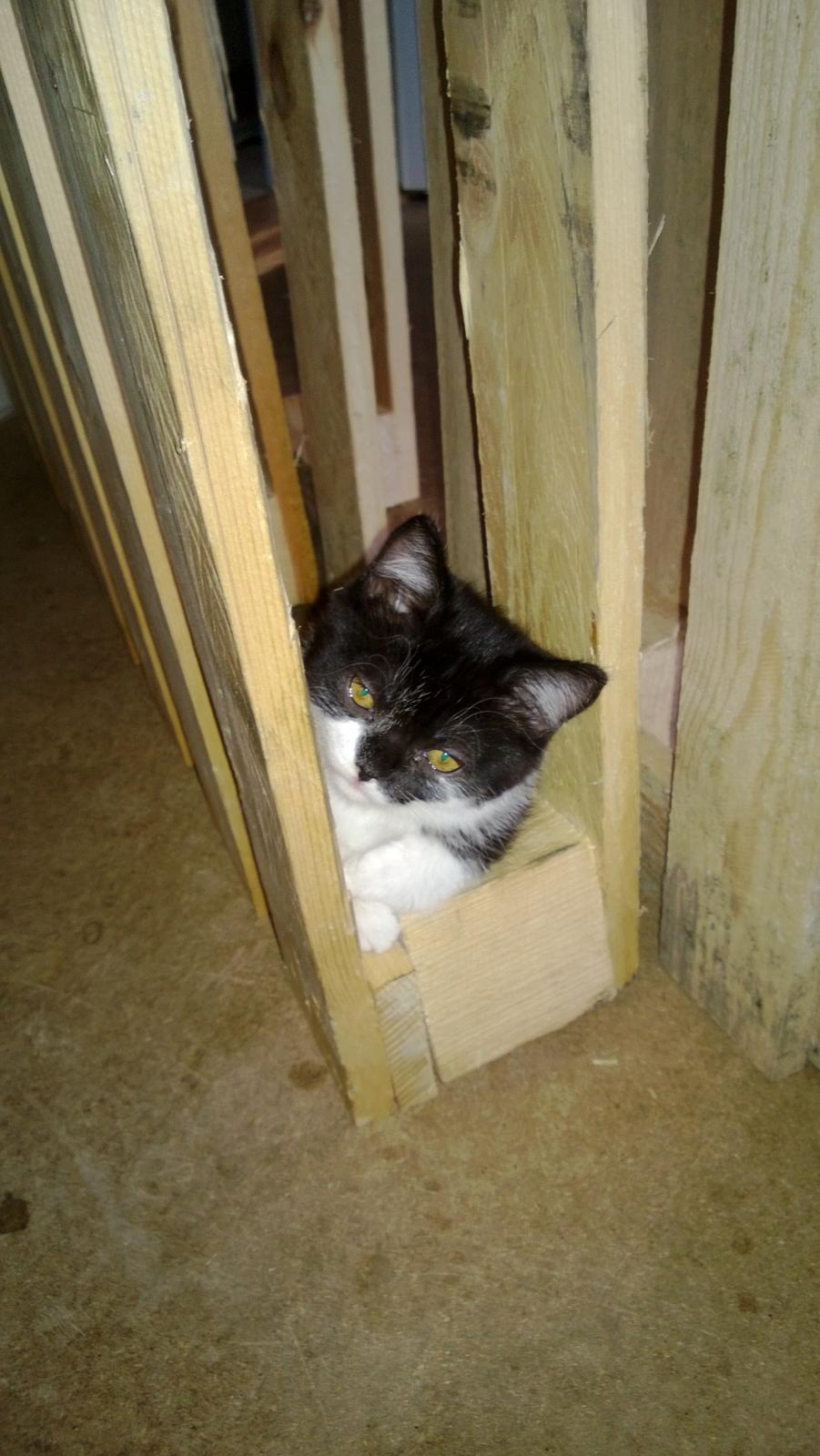 Blanding af racer Mille billede 12