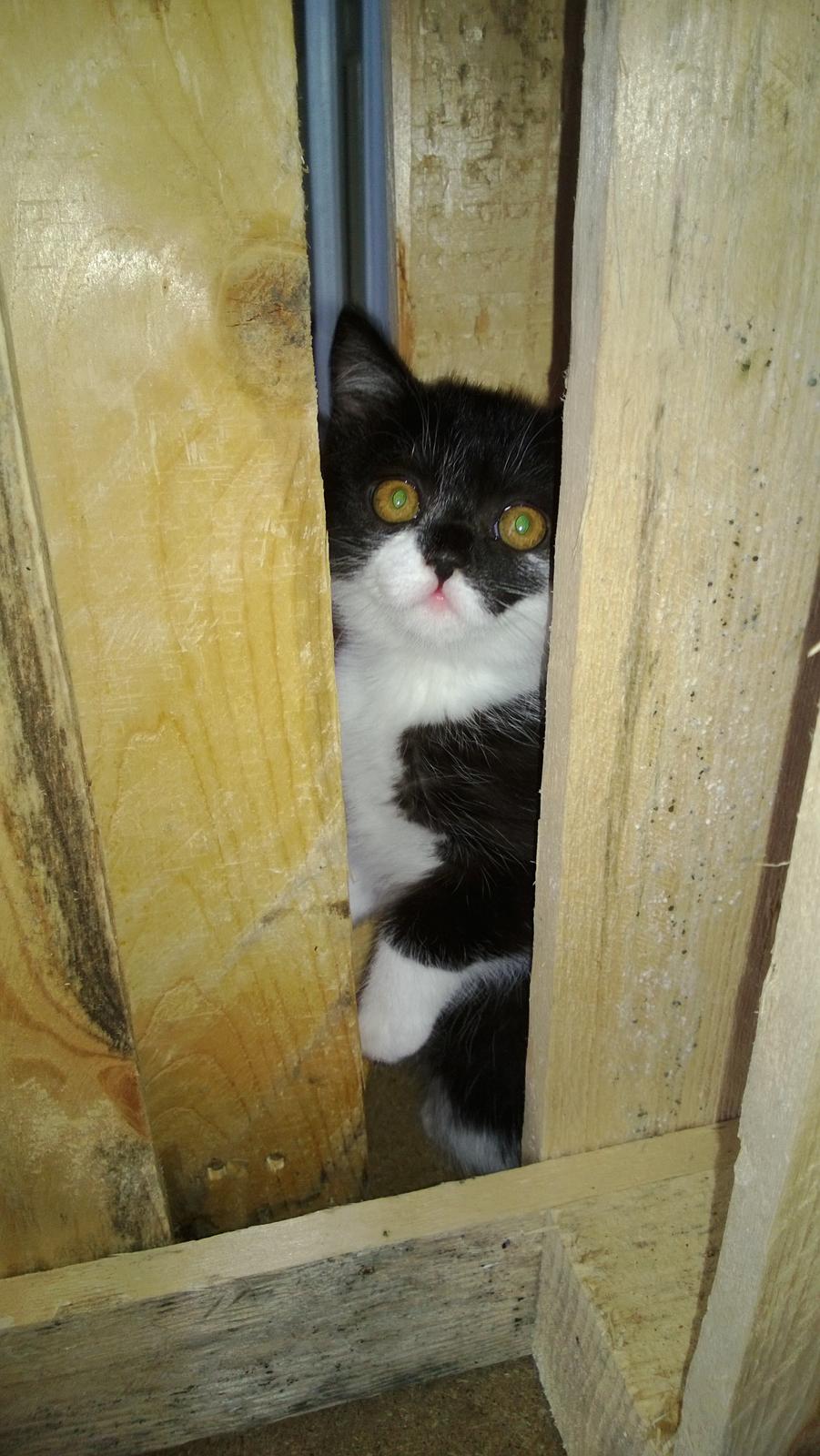 Blanding af racer Mille billede 13