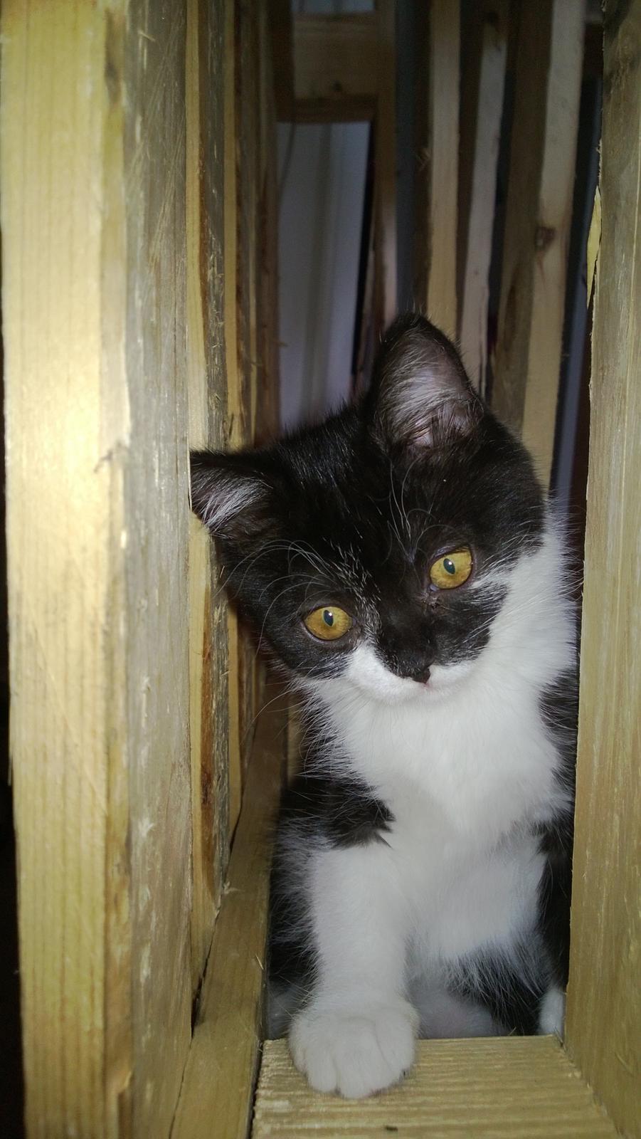 Blanding af racer Mille billede 14