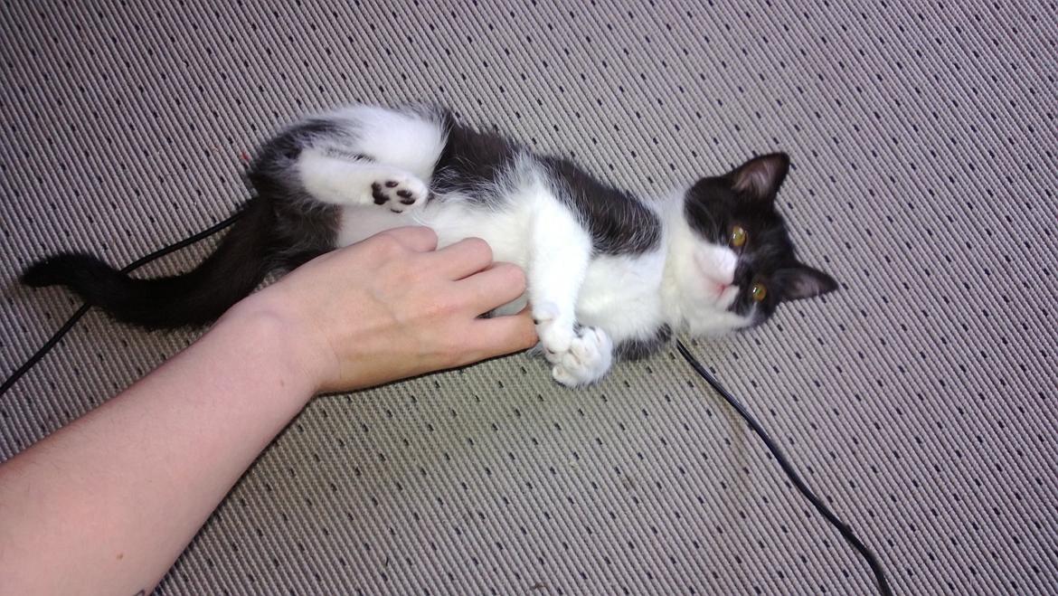 Blanding af racer Mille billede 5