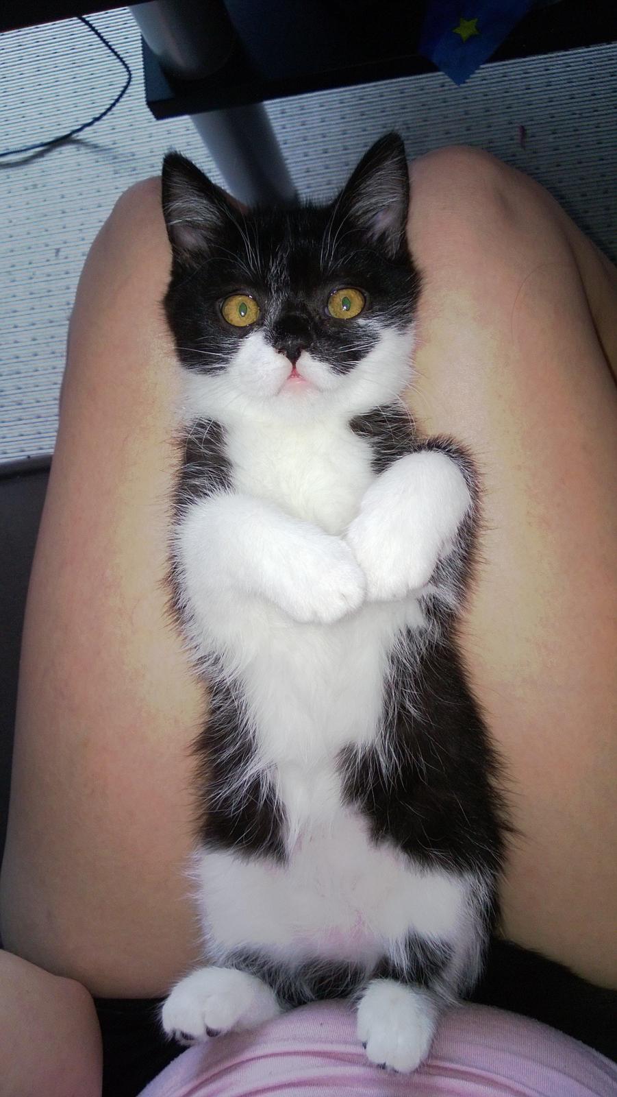 Blanding af racer Mille billede 1