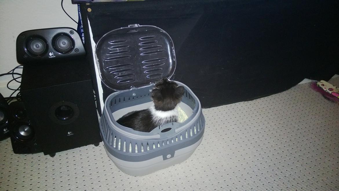 Blanding af racer Mille billede 7