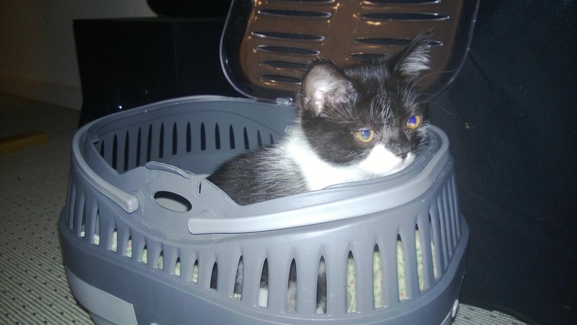 Blanding af racer Mille billede 8