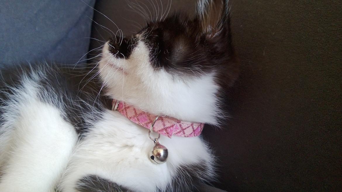 Blanding af racer Mille billede 15