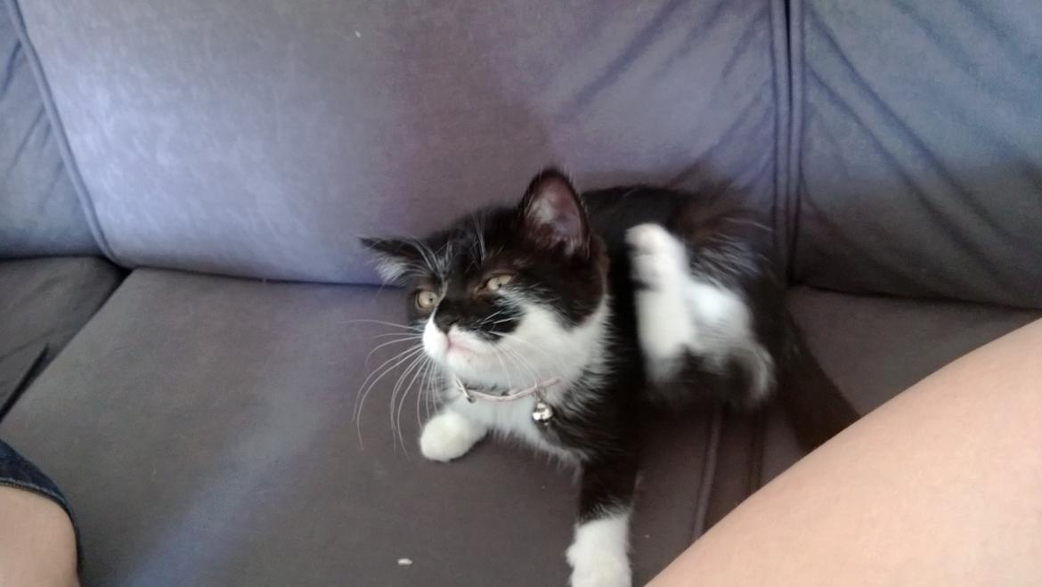 Blanding af racer Mille billede 17