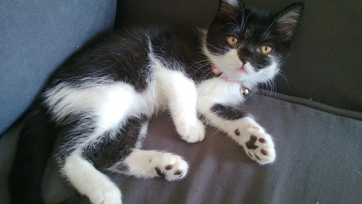 Blanding af racer Mille billede 16