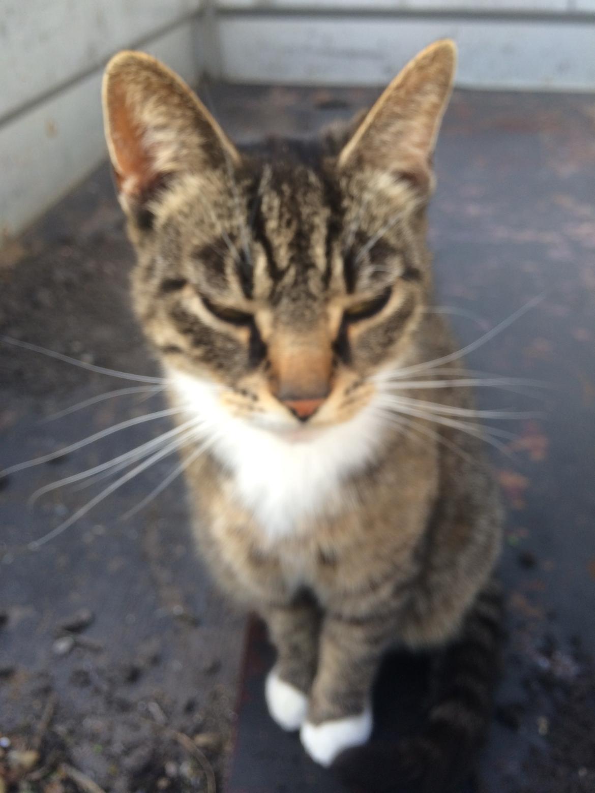 Huskat Lucifer billede 14