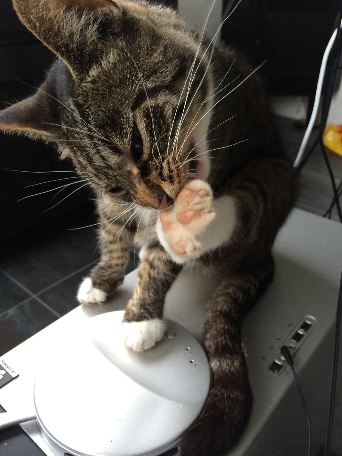 Huskat Lucifer - Lucifer 5 år  billede 1