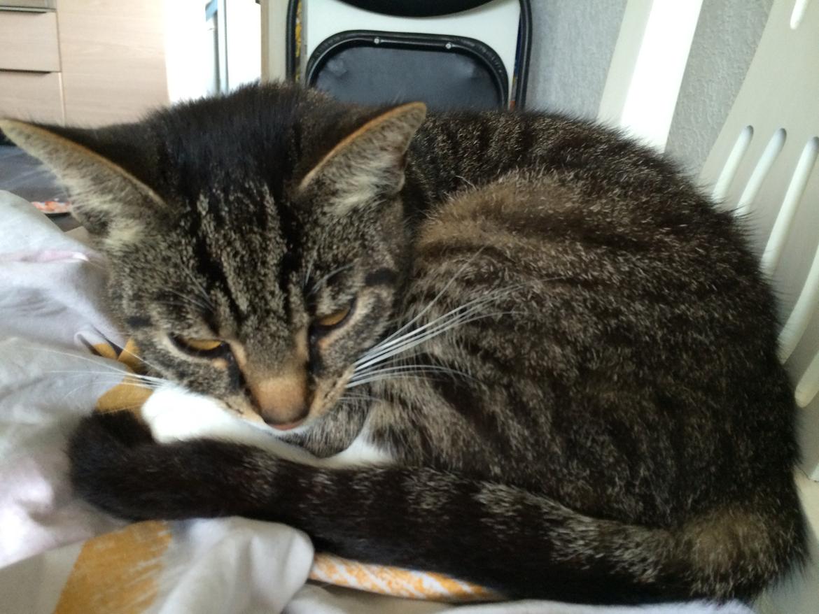 Huskat Lucifer billede 16