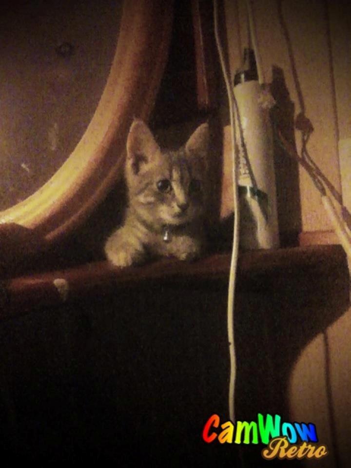 Huskat Guffe billede 13