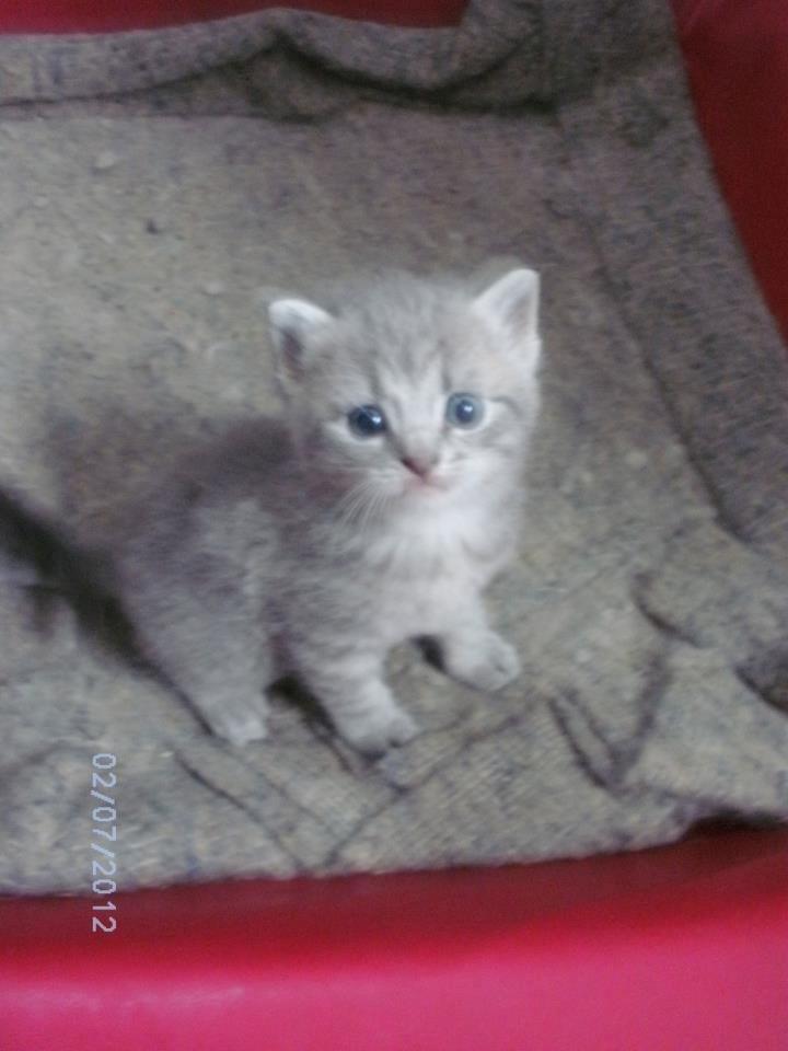 Huskat Guffe billede 14