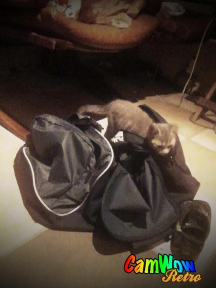 Huskat Guffe billede 16