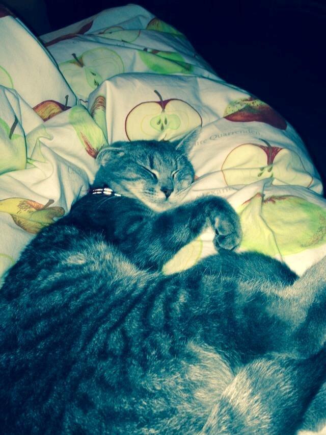 Huskat Guffe billede 17