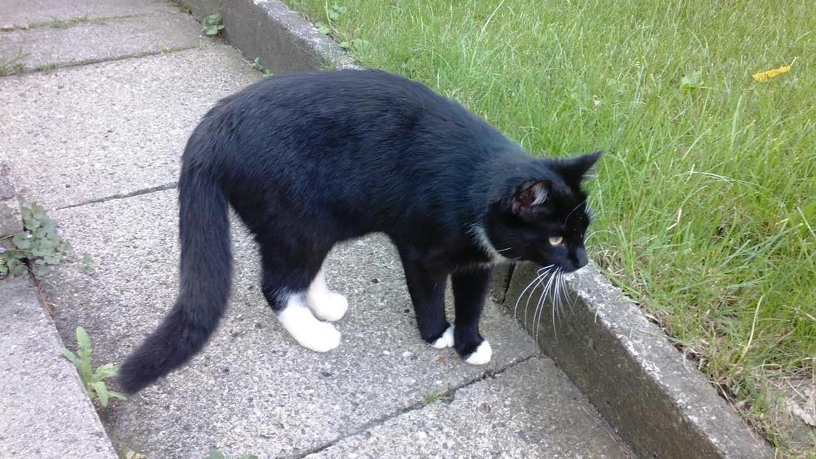 Huskat Luna billede 3