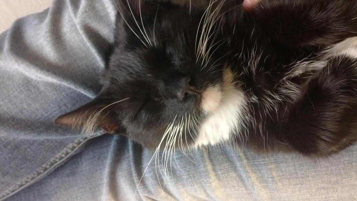 Huskat Luna billede 4