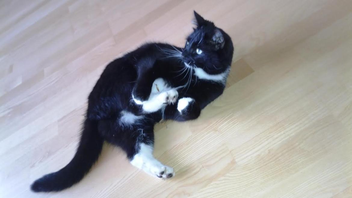 Huskat Luna billede 2