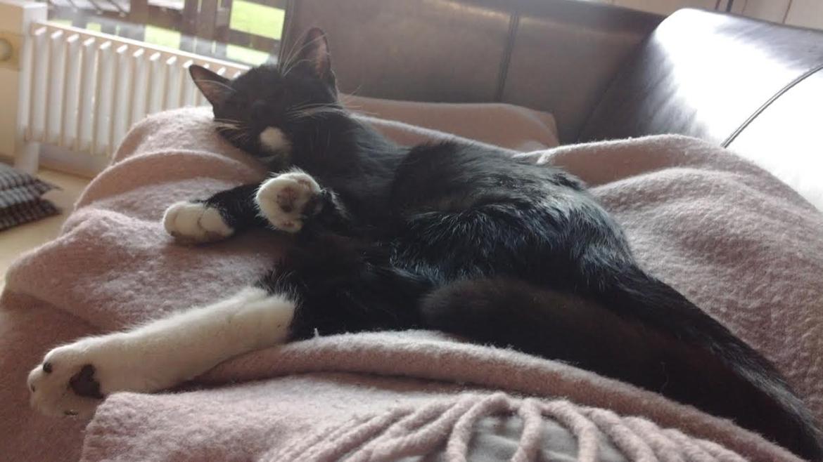 Huskat Luna billede 5