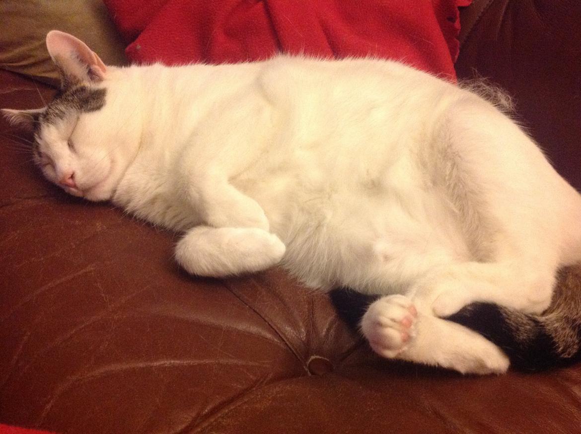 Blanding af racer Gibson billede 10