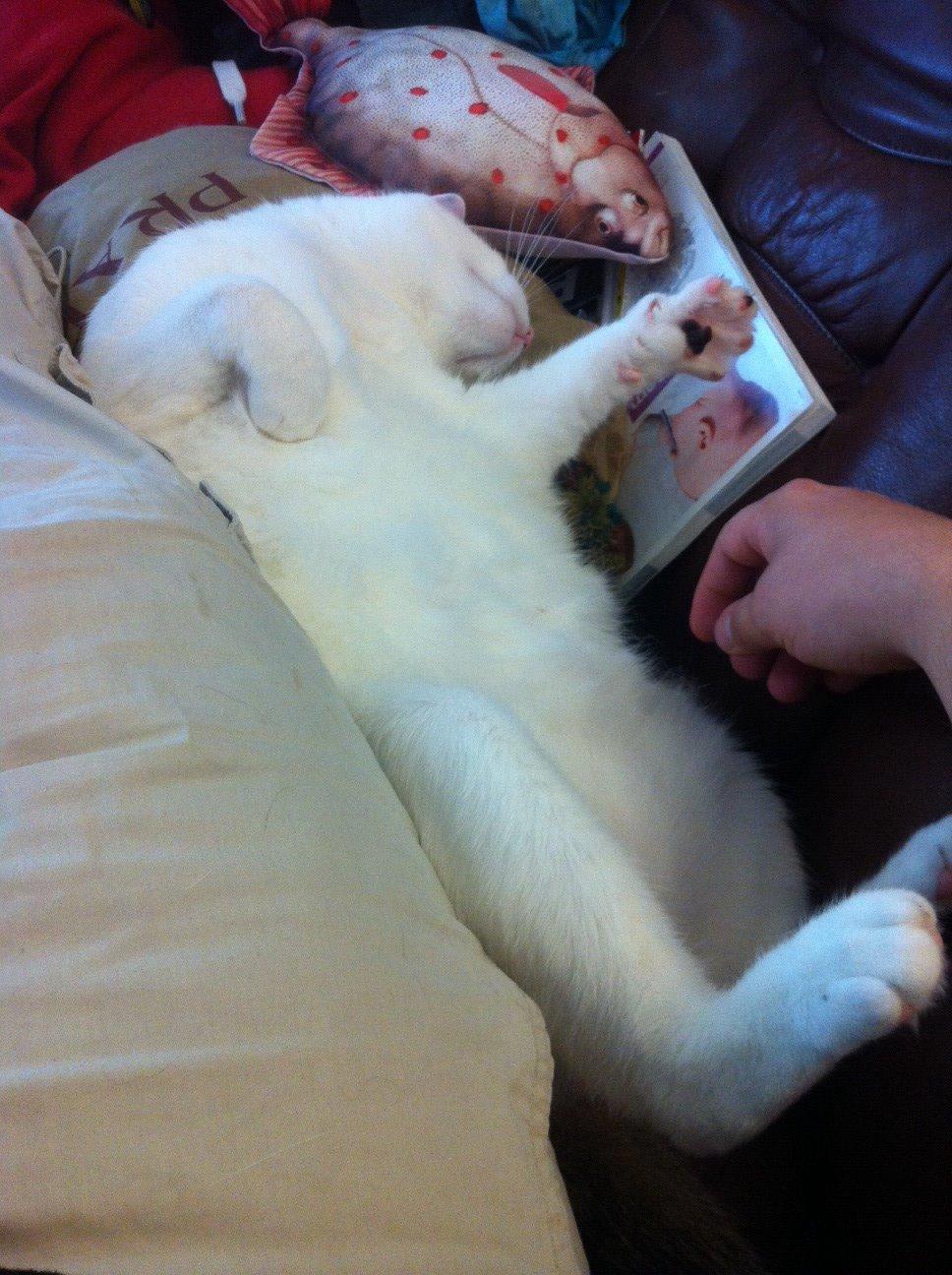 Blanding af racer Gibson billede 11