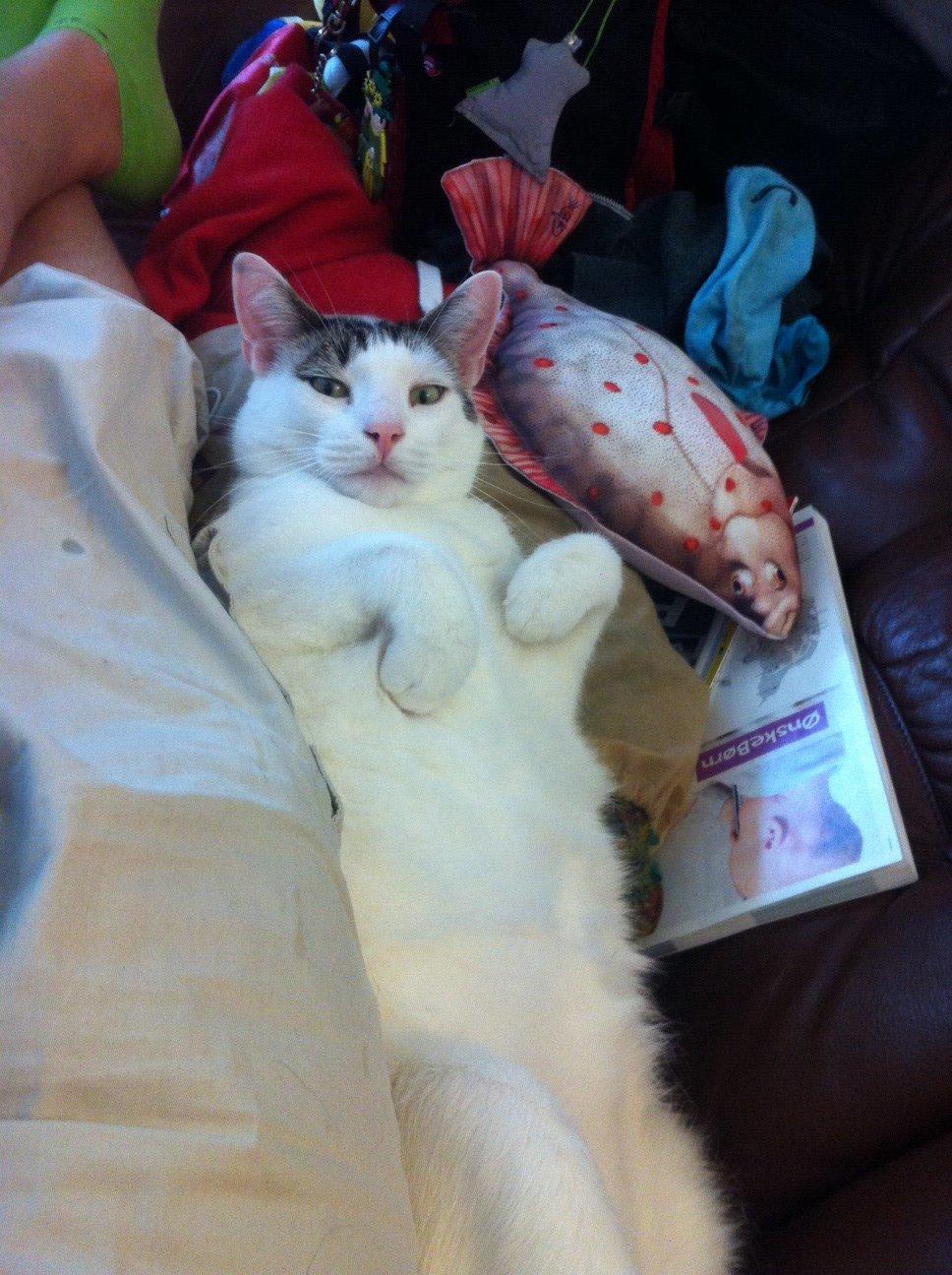 Blanding af racer Gibson billede 4