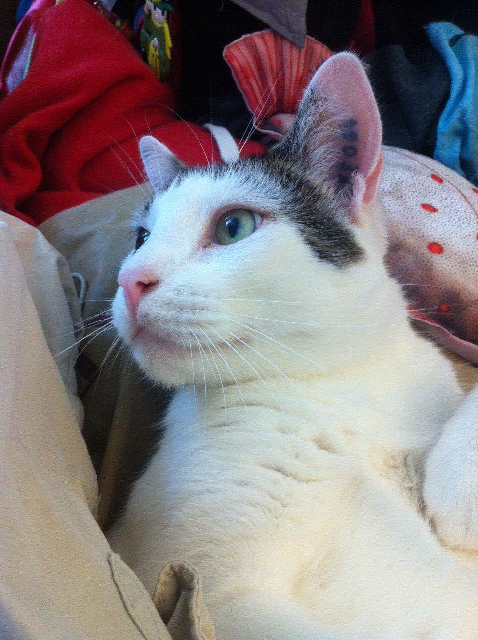 Blanding af racer Gibson billede 2