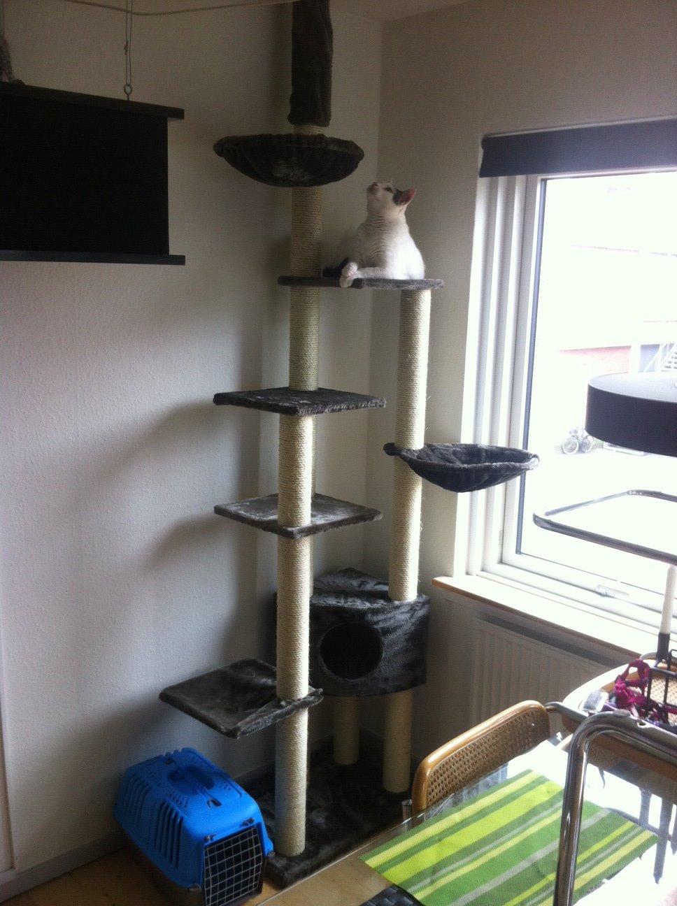 Blanding af racer Gibson billede 14