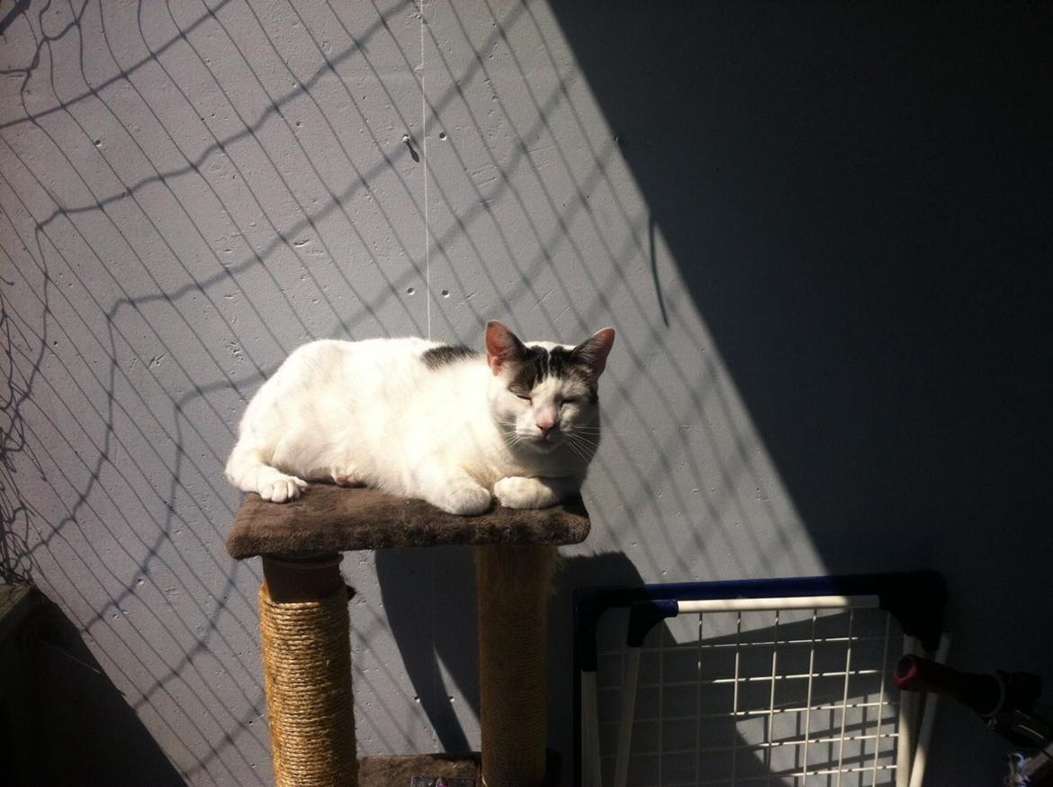 Blanding af racer Gibson billede 12