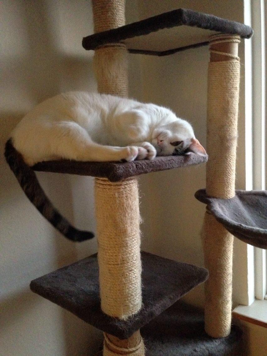 Blanding af racer Gibson billede 5